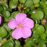 Heterotis rotundifolia (Sm.) Jacq.-Fél.